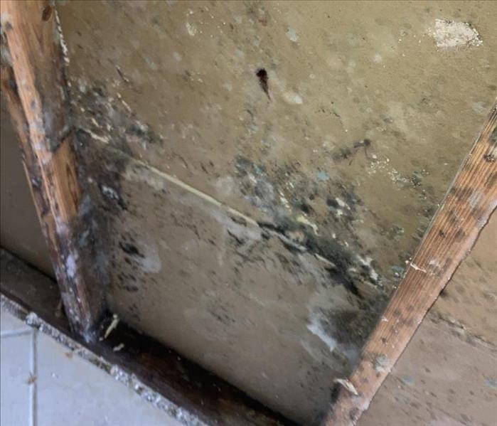 Mold in Walls